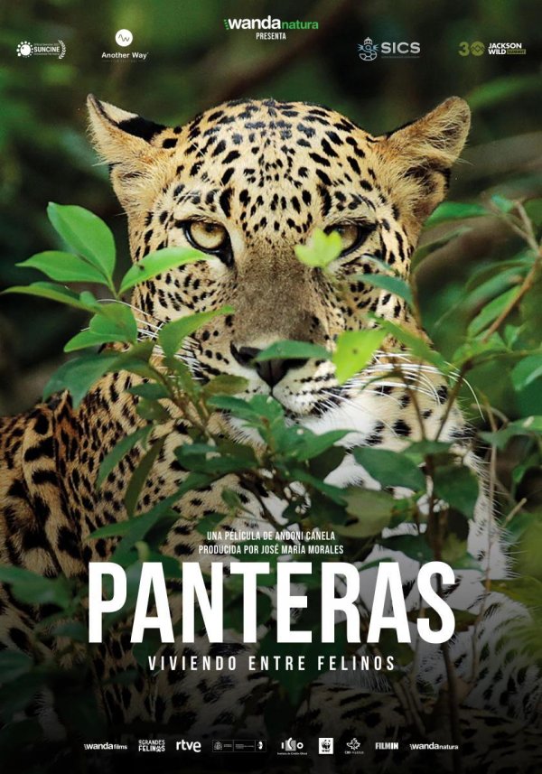 Panteras ⭒